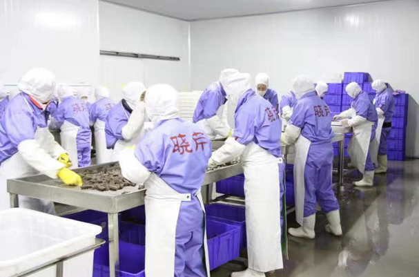 曉芹海參加工環(huán)節